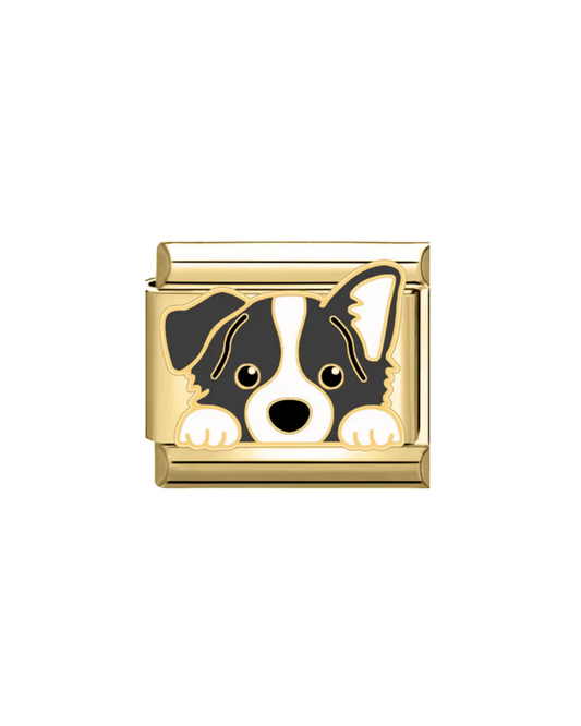 Border collie golden charm